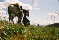 Scouting in Yellowstonel