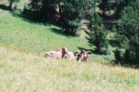 Bighorn Sheep in Yellowstone